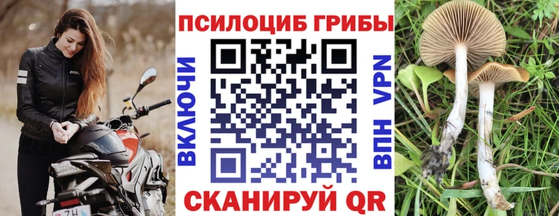 Псилоцибиновые грибы Psilocybine cubensis  Людиново 